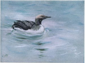 Black Throated Diver
