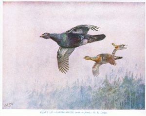 Capercaillie (male in front), illustration from 