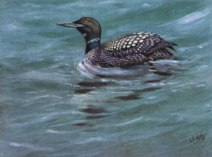 Great Northern Diver