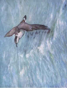 Great Shearwater by George Edward Lodge