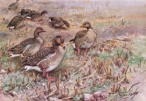 Grey Lag Geese by George Edward Lodge