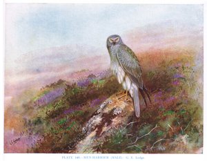 Hen Harrier (male), illustration from 