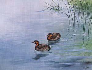 Little Grebe