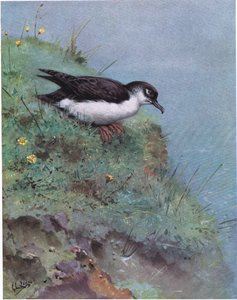 Manx Shearwater