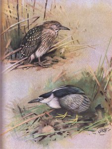 Night Heron