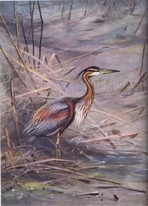 Purple Heron