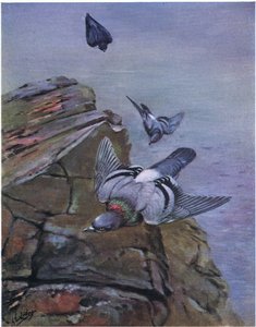 Rock Dove