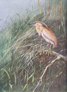 Squacco Heron