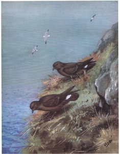 Storm Petrel