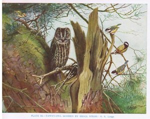 Tawny Owl mobbed by small birds, illustration from 