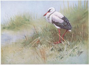 White Stork