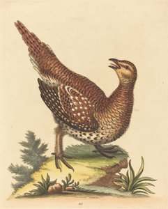 Brown Speckled Bird by George Edwards