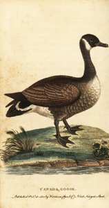 Canada goose, Branta canadensis