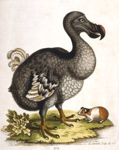 Dodo and Guinea Pig