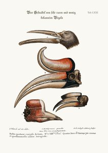 Four curious Beaks of Birds but little known, 1749-73 by George Edwards