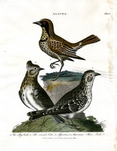 Larks (Alauda)