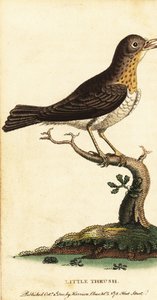 Little thrush, Turdus minor (1800) by George Edwards