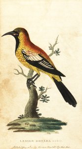 Oriole Blackbird, Gymnomystax mexicanus by George Edwards