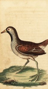 Sora, Porzana carolina, 1800 (engraving) by George Edwards