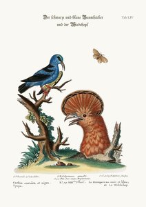 The Black and Blue Creeper, and the Hoopoe Hen, 1749-73 by George Edwards