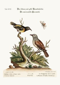 The Black and Yellow Creeper. The American Hedge-Sparrow