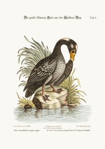 The Great Black Duck from Hudson