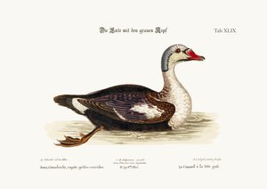 The Grey-Headed Duck by George Edwards