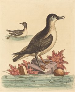 The Guillemot and the Puffin of the Isle of Man by George Edwards