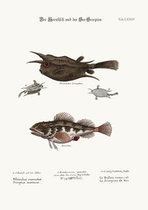 The Horned Fish, and the Sea Scorpion, 1749-73