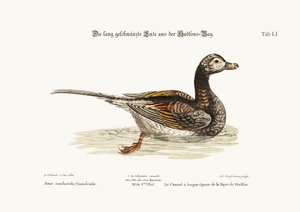 The Long-tailed Duck from Hudson