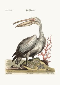 The Pelican, 1749-73