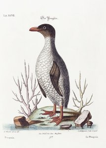 The Penguin