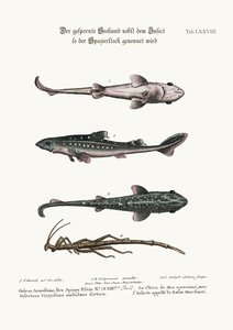 The Prickled Dog or Hound-Fish, with an Insect called the Walking-Stick, 1749-73