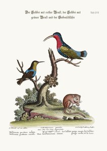 The Red-breasted Hummingbird, the Green-throated Hummingbird, and the Dormouse, 1749-73