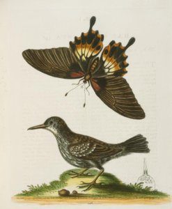 The Wallcreeper of Surinam
