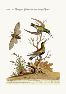 The Black-Bellied Green Hummingbird, 1749-73