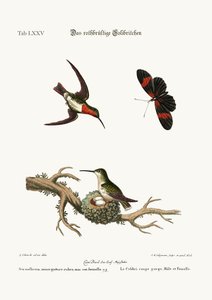 The red-throated Hummingbird