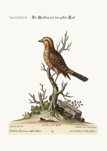 The Yellow-Headed Linnet, 1749-73 by George Edwards