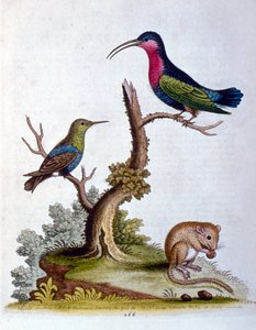 Watercolour Illustration from a Book of Rare Birds by G Edwards 1750