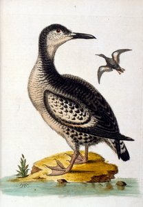 Watercolour Illustration from a Book of Rare Birds by G Edwards 1750