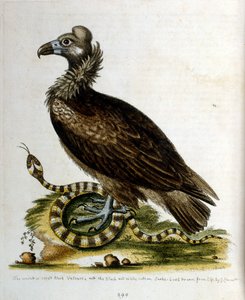 Watercolour Illustration from a Book of Rare Birds by G Edwards 1750 by George Edwards