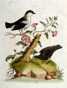 Watercolour Illustration from a Book of Rare Birds by G Edwards 1750