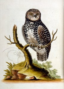 Watercolour illustration from a book of rare birds by G Edwards 1750 by George Edwards