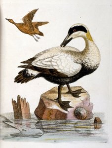 Watercolour illustration from a book of rare birds by G Edwards 1750 by George Edwards
