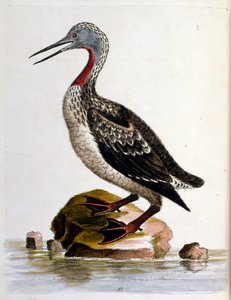 Watercolour illustration from a book of rare birds by G Edwards 1750 by George Edwards