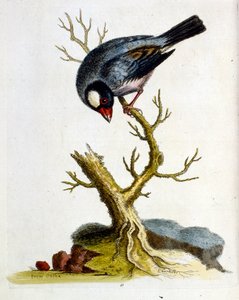Watercolour illustration from a book of rare birds by G Edwards 1750 by George Edwards