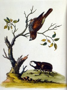 Watercolour illustration from a book of rare birds by G Edwards 1750