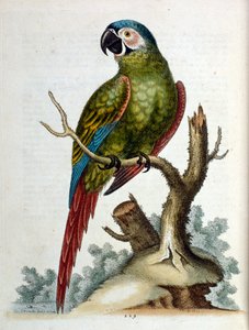 Watercolour illustration from a book of rare birds by G Edwards 1750