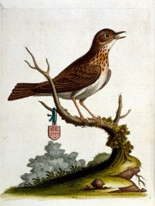 Watercolour illustration from a book of rare birds by G Edwards 1750 by George Edwards