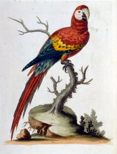 Watercolour illustration from a book of rare birds by G Edwards 1750
